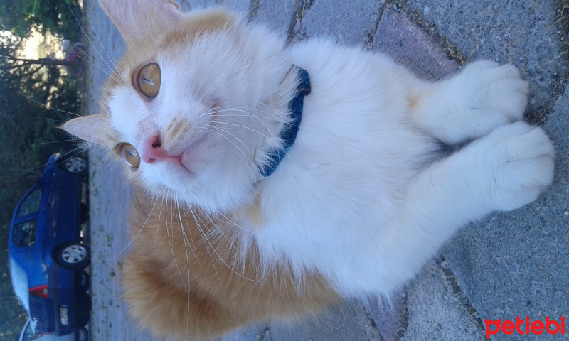 Tekir Kedi, Kedi  Pamuk fotoğrafı