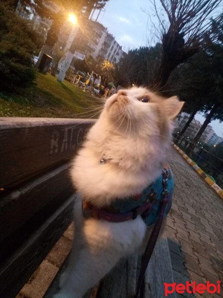 Tekir Kedi, Kedi  Pamuk fotoğrafı