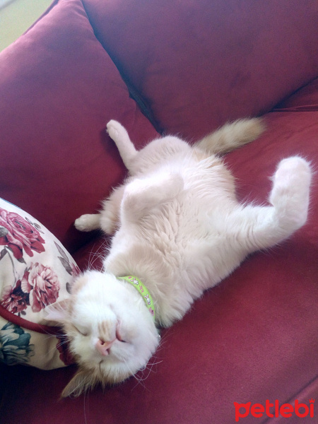 Tekir Kedi, Kedi  Pamuk fotoğrafı