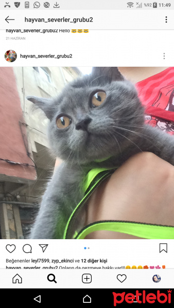 British Shorthair, Kedi  Duman fotoğrafı