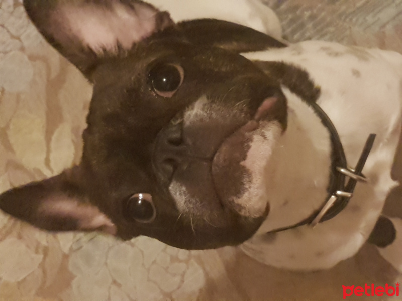 Fransız Bulldog, Köpek  PEDRO fotoğrafı
