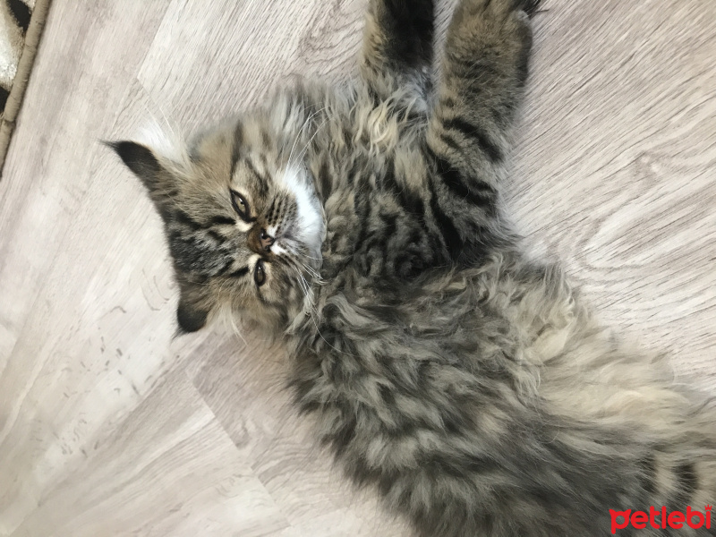 İran Kedisi (Persian), Kedi  Şef fotoğrafı