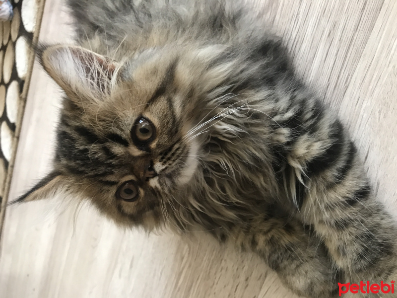 İran Kedisi (Persian), Kedi  Şef fotoğrafı