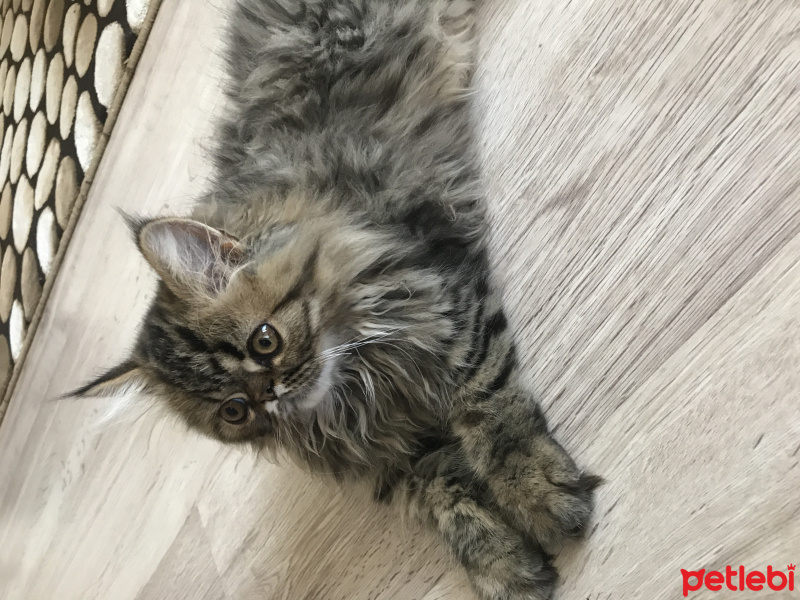 İran Kedisi (Persian), Kedi  Şef fotoğrafı
