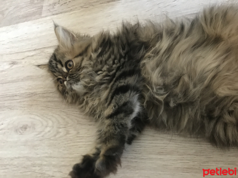 İran Kedisi (Persian), Kedi  Şef fotoğrafı