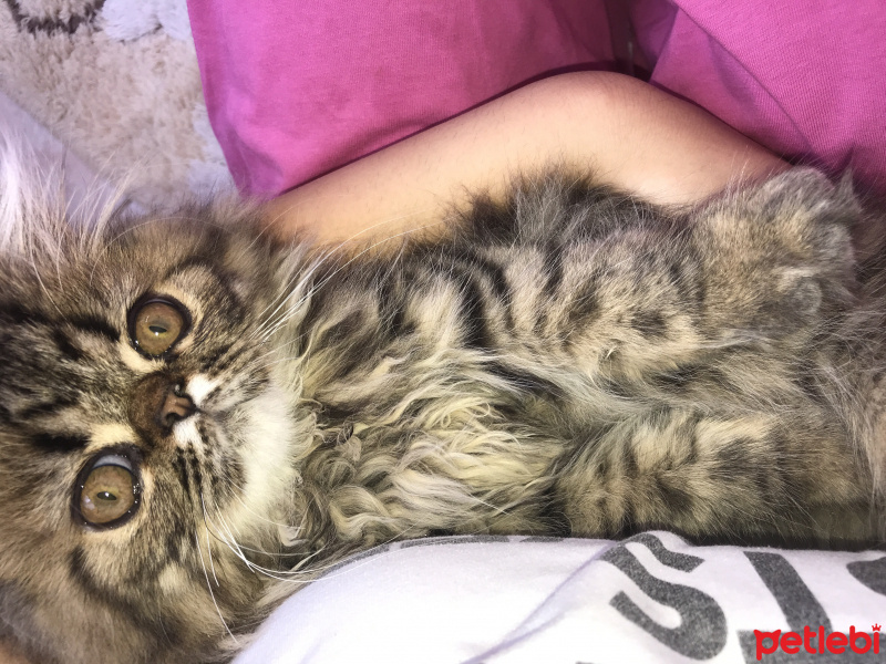 İran Kedisi (Persian), Kedi  Şef fotoğrafı