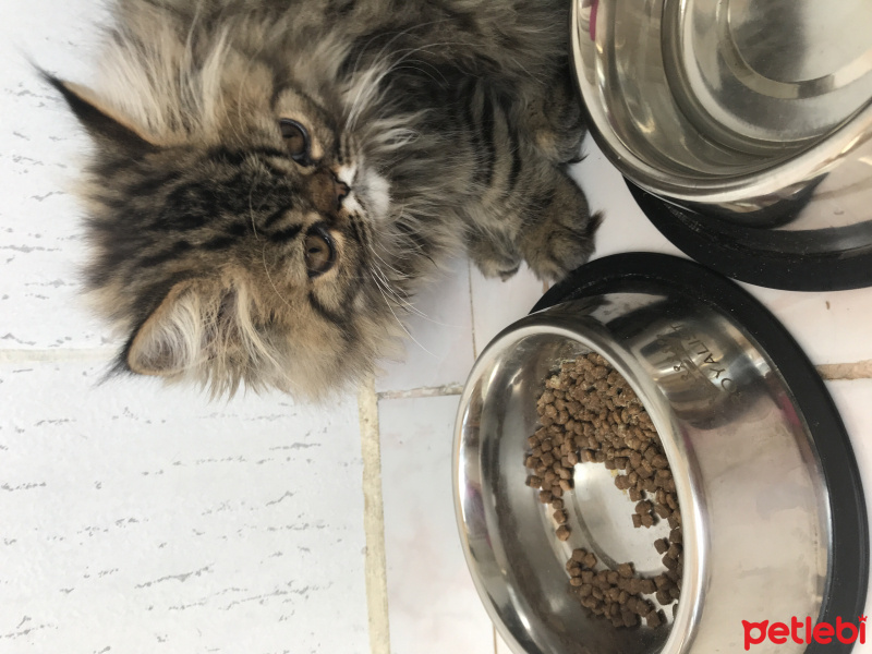 İran Kedisi (Persian), Kedi  Şef fotoğrafı
