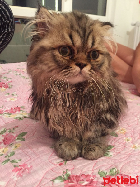 Chinchilla, Kedi  mia fotoğrafı