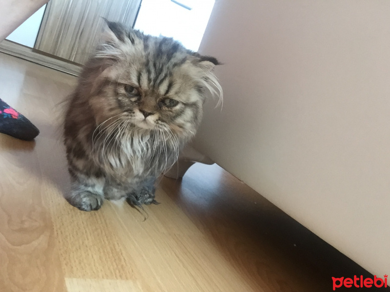Chinchilla, Kedi  mia fotoğrafı