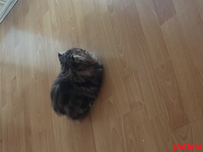 Chinchilla, Kedi  mia fotoğrafı