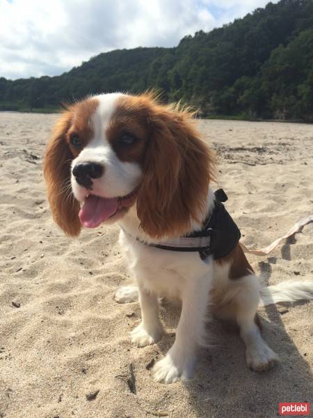 Cavalier King Charles Spanieli, Köpek  Archie fotoğrafı