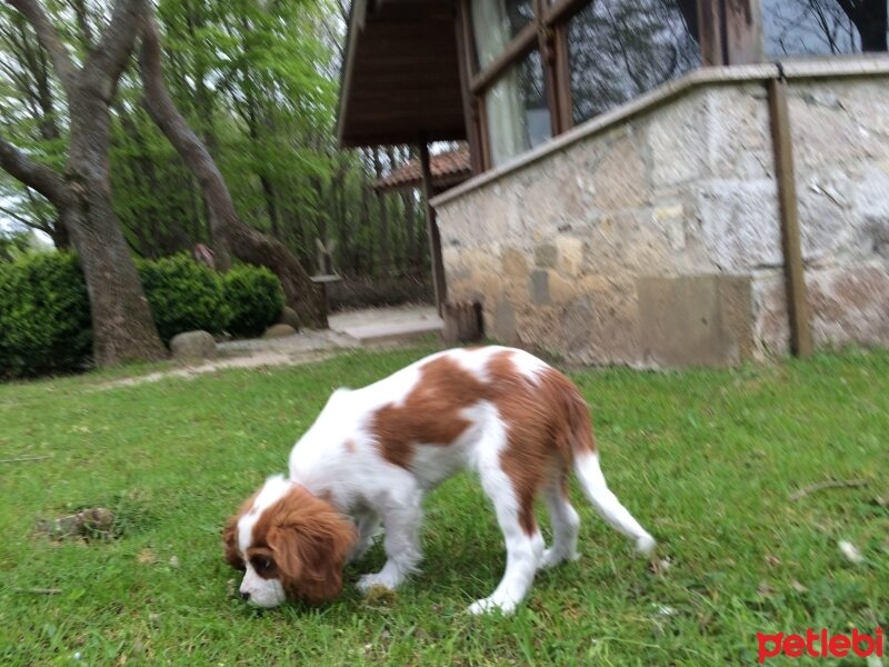 Cavalier King Charles Spanieli, Köpek  Archie fotoğrafı