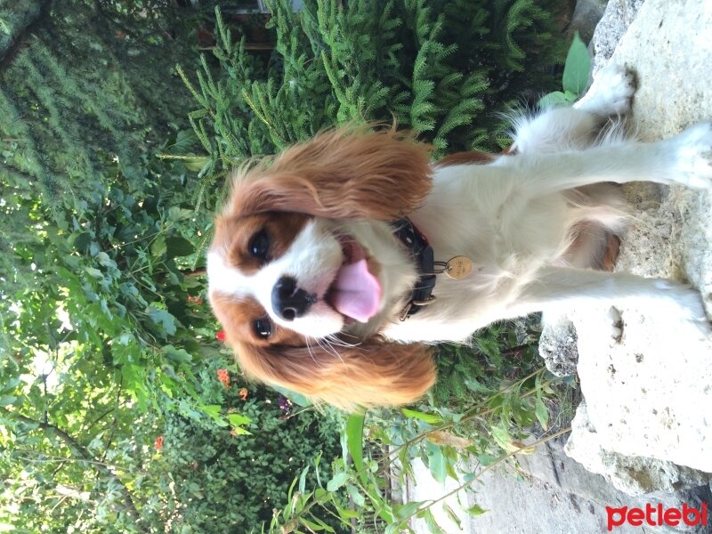 Cavalier King Charles Spanieli, Köpek  Archie fotoğrafı