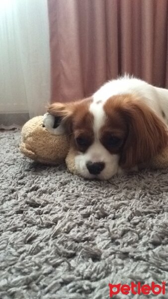 Cavalier King Charles Spanieli, Köpek  Archie fotoğrafı