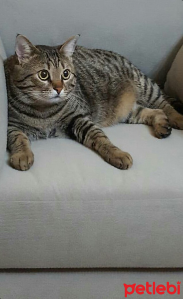 Tekir Kedi, Kedi  efe fotoğrafı