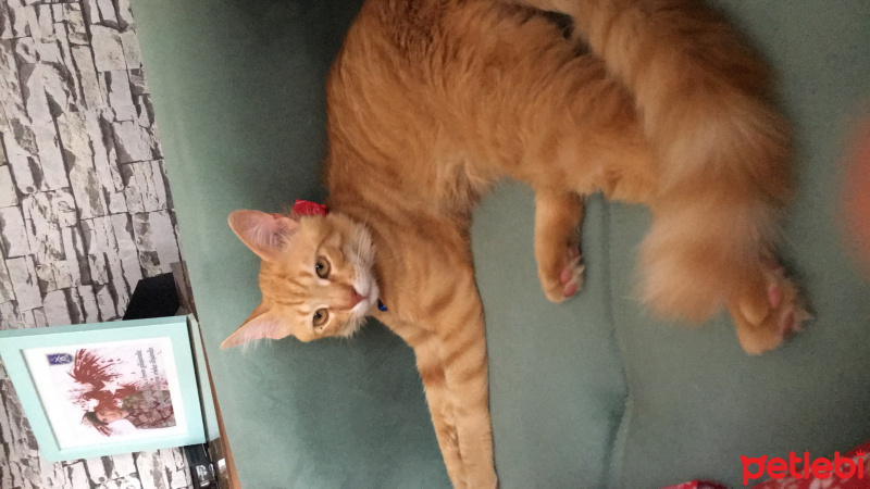 Tekir Kedi, Kedi  Forte fotoğrafı