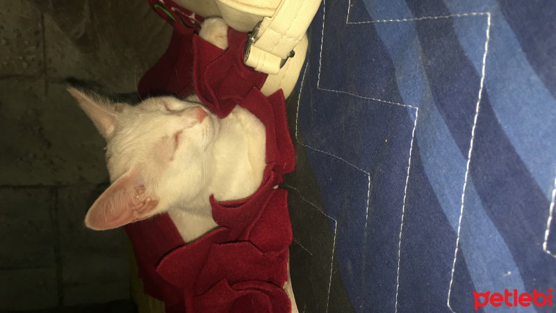 Ankara Kedisi, Kedi  Minnoş fotoğrafı