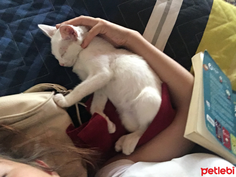 Ankara Kedisi, Kedi  Minnoş fotoğrafı