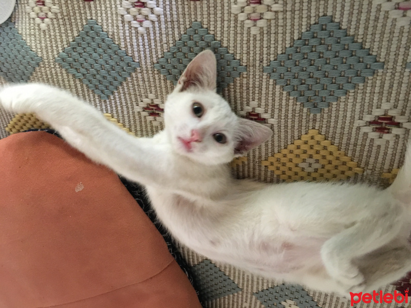 Ankara Kedisi, Kedi  Minnoş fotoğrafı