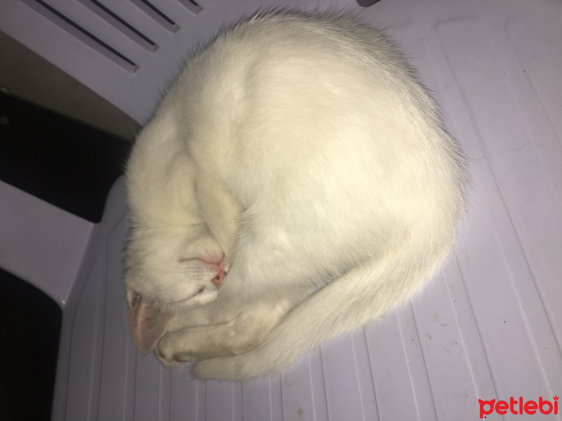 Ankara Kedisi, Kedi  Minnoş fotoğrafı