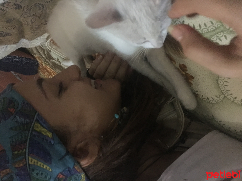 Ankara Kedisi, Kedi  Minnoş fotoğrafı