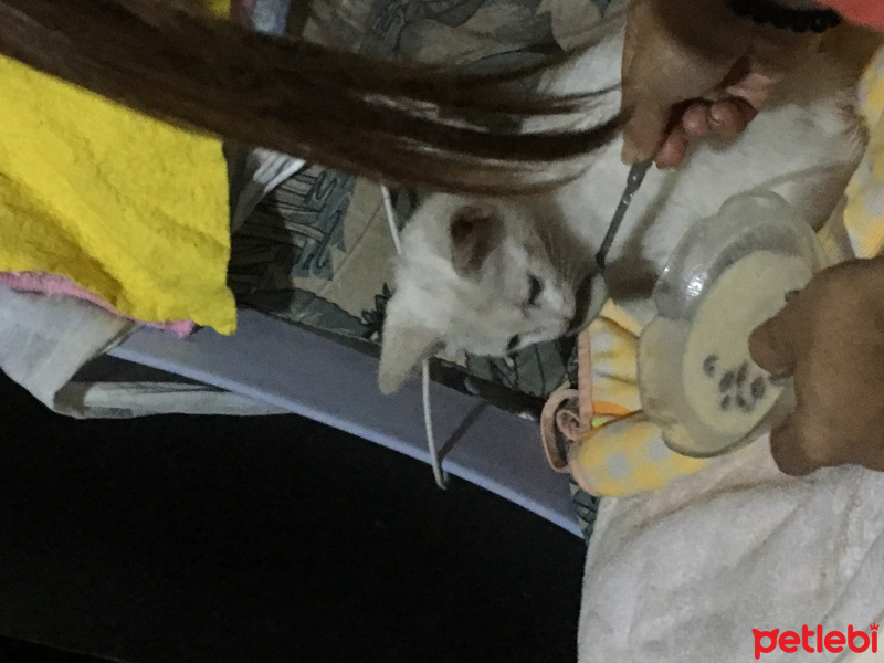Ankara Kedisi, Kedi  Minnoş fotoğrafı