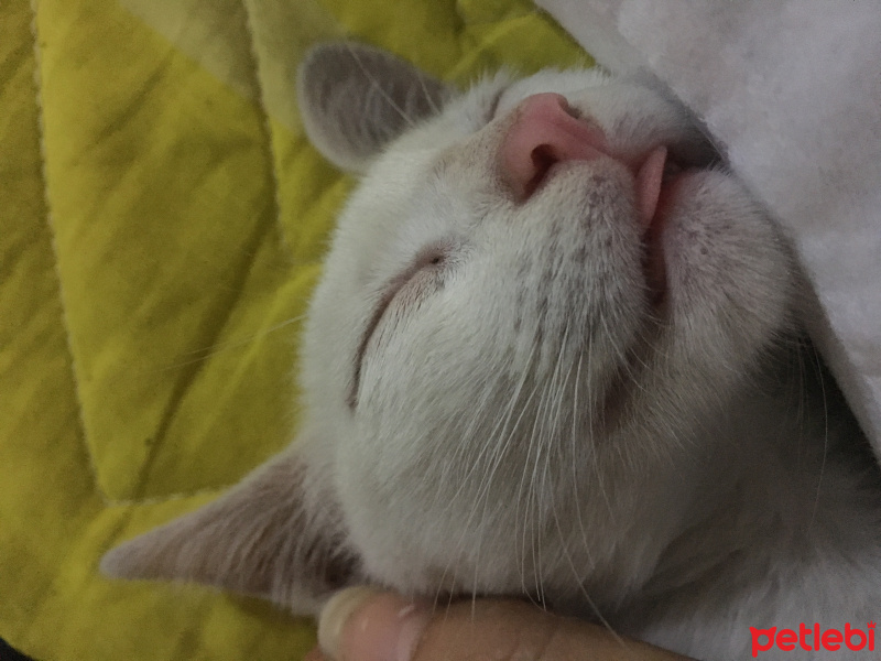 Ankara Kedisi, Kedi  Minnoş fotoğrafı