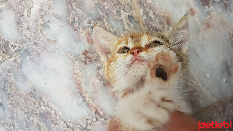 Tekir Kedi, Kedi  Gunes fotoğrafı