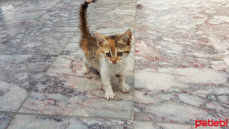 Tekir Kedi, Kedi  Gunes fotoğrafı