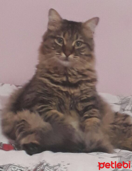 Tekir Kedi, Kedi  Deniz fotoğrafı