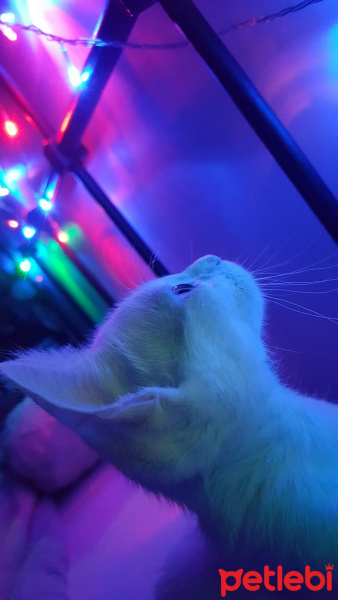 Ankara Kedisi, Kedi  İlma fotoğrafı