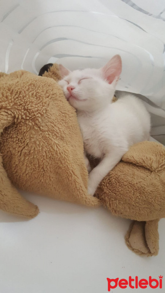 Ankara Kedisi, Kedi  İlma fotoğrafı