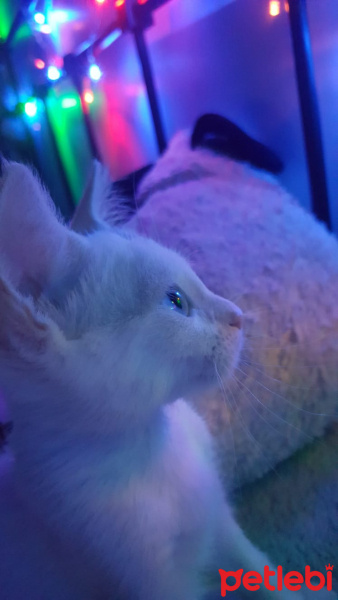 Ankara Kedisi, Kedi  İlma fotoğrafı