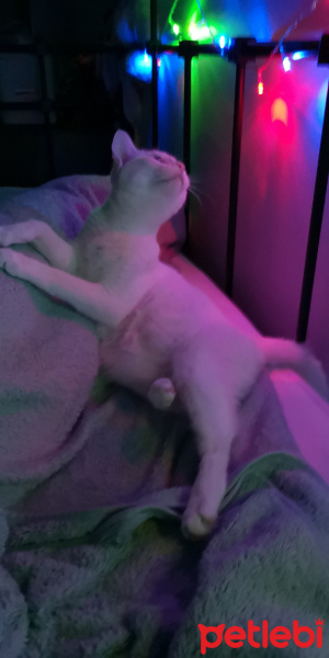 Ankara Kedisi, Kedi  İlma fotoğrafı