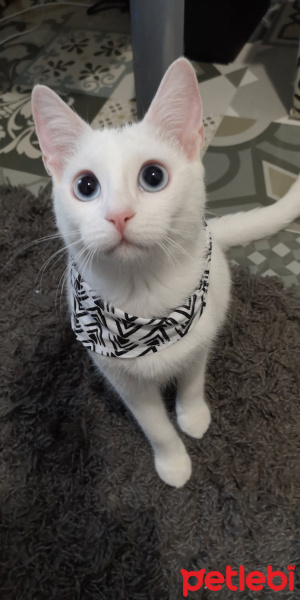 Ankara Kedisi, Kedi  İlma fotoğrafı