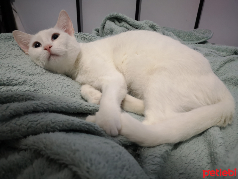 Ankara Kedisi, Kedi  İlma fotoğrafı