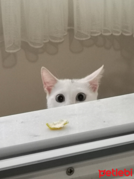 Ankara Kedisi, Kedi  İlma fotoğrafı