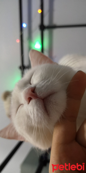 Ankara Kedisi, Kedi  İlma fotoğrafı