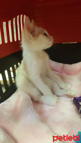 Ankara Kedisi, Kedi  İlma fotoğrafı