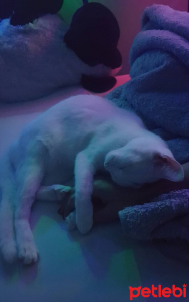 Ankara Kedisi, Kedi  İlma fotoğrafı