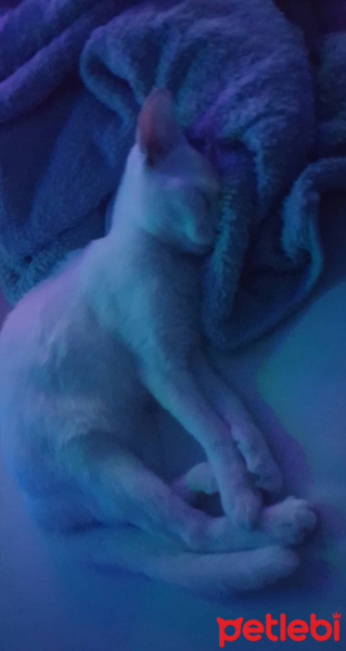 Ankara Kedisi, Kedi  İlma fotoğrafı