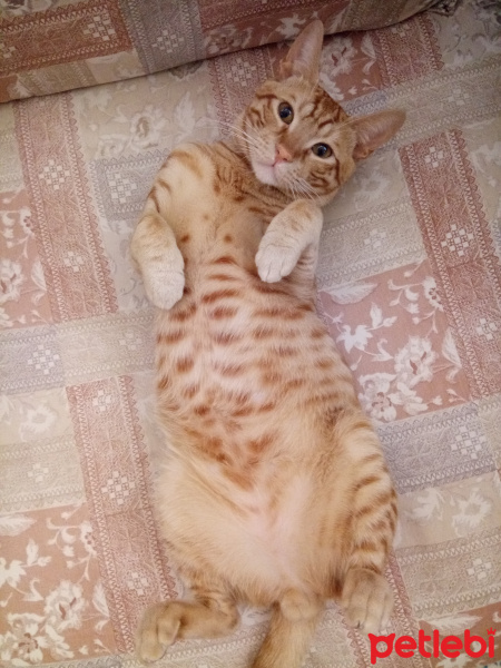 Tekir Kedi, Kedi  tarçın fotoğrafı