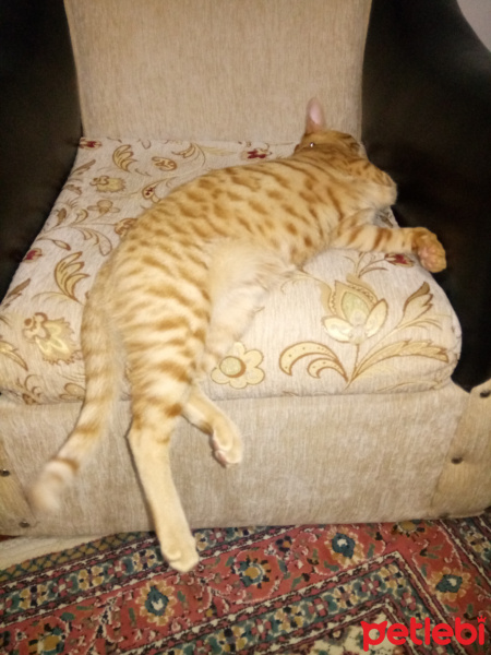 Tekir Kedi, Kedi  tarçın fotoğrafı