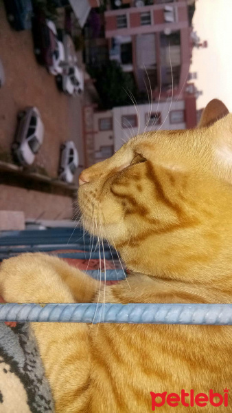 Tekir Kedi, Kedi  tarçın fotoğrafı
