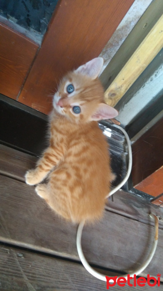Tekir Kedi, Kedi  Kedicik fotoğrafı