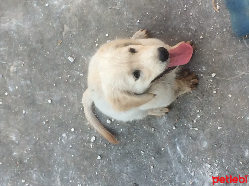 Golden Retriever, Köpek  Liya fotoğrafı