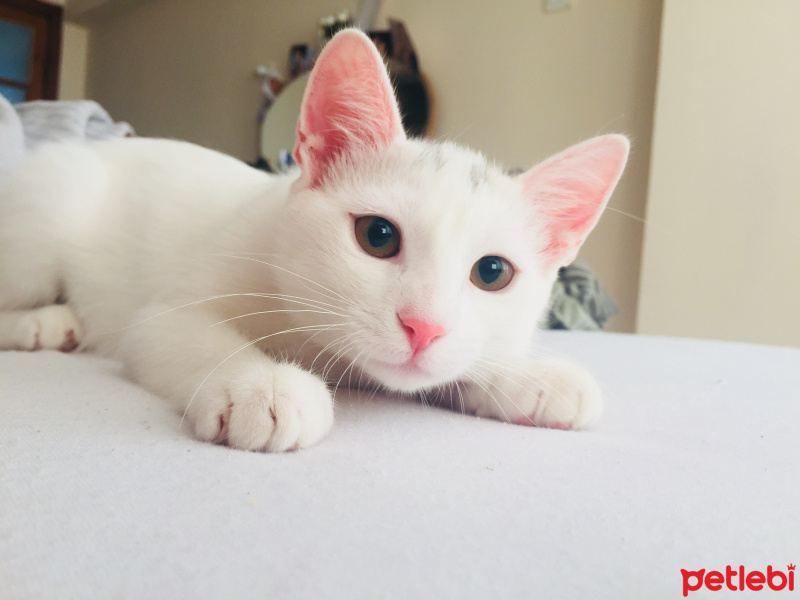 Ankara Kedisi, Kedi  Miu fotoğrafı