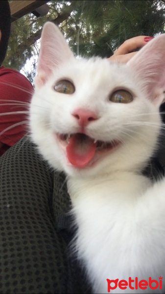 Ankara Kedisi, Kedi  Miu fotoğrafı