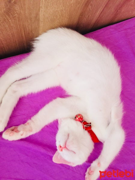 Ankara Kedisi, Kedi  Miu fotoğrafı
