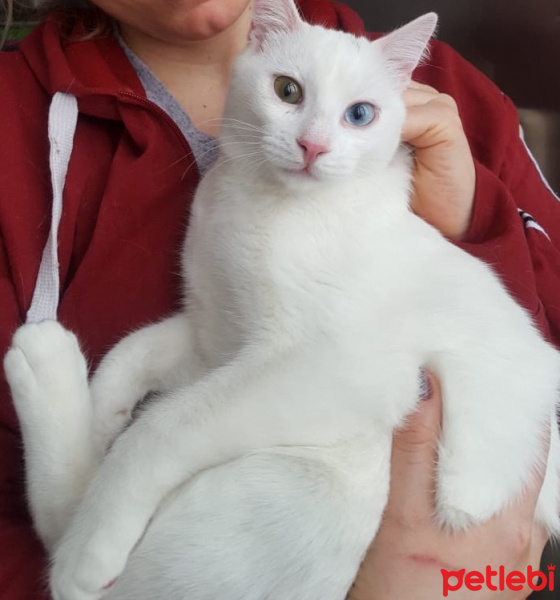 Ankara Kedisi, Kedi  Miu fotoğrafı